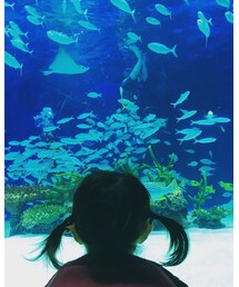 水族館🐟✨ | その他
