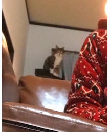 はなちゃん(猫) | その他