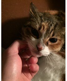 はなちゃんアップ | その他