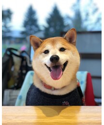 うちのわんこ | その他