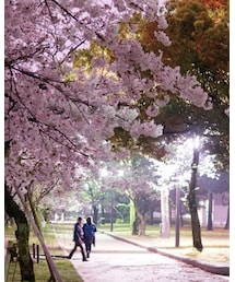 桜 | その他
