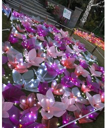 イルミ | その他