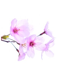 🌸 | その他