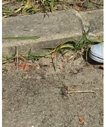 西松屋 | シューズ