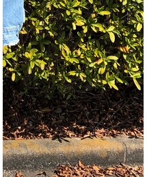 THRASHER | Tシャツ/カットソー