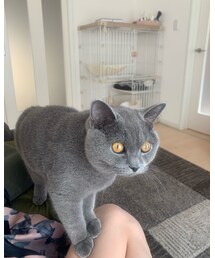 今日の猫様 | その他