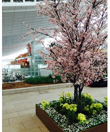 羽田空港国際線 | その他