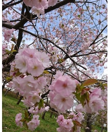 桜🌸 | その他