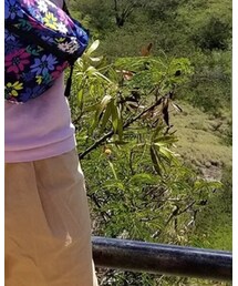 UNIQLO | その他パンツ