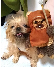 ブリュッセル・グリフォン | その他