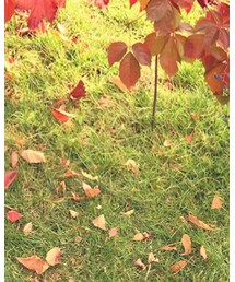 Massimo Dutti | ブーティ