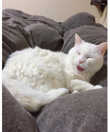 初登場！うちのパッチ🐈 | その他