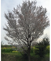 庭に咲いてる山桜🌸 | その他