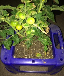 トマトさん❤️(その他)