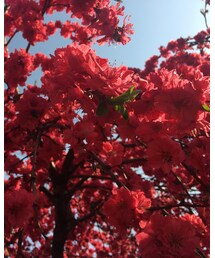 ハナモモ | その他