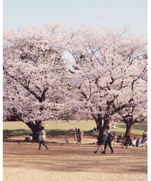 🌸満開🌸 | その他