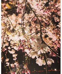 🌸夜桜🌸 | その他