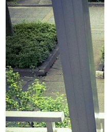 NEIGHBORHOOD | Tシャツ/カットソー