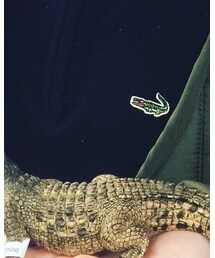 LACOSTE | ニット/セーター