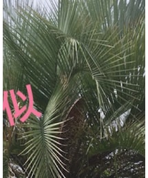 PUMA | サンバイザー