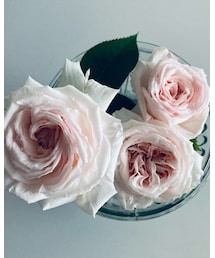 庭で摘んだ薔薇 | その他