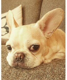 Bucchiくん | その他