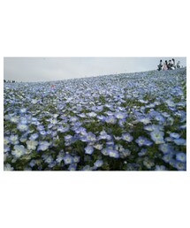 ネモフィラ💠 | ラッピングキット