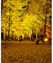 いちょう並木✨✨ | その他