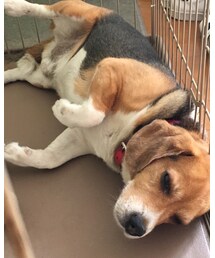 うちのマシューくん🐶 | その他