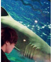 シロワニ | その他