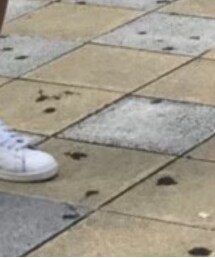 Maison Kitsune | Tシャツ/カットソー