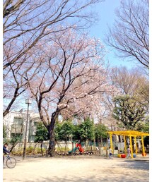 近所の公園の桜 | (その他)