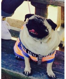 ぱぐです！ | その他