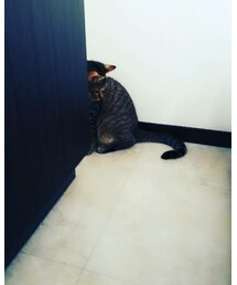 かくれんぼ🐱 | プシケ🐱(その他)