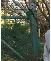 桜のつぼみ | その他