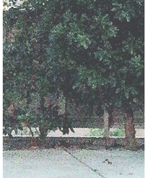 Paul Smith | シャツ/ブラウス