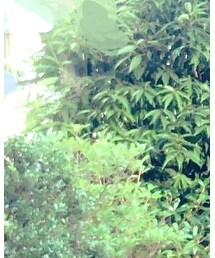 USED | デニムパンツ