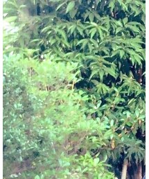 BLACKBARRET | スニーカー