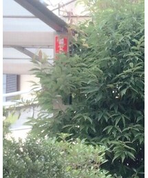 USED | デニムパンツ