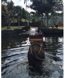 Elephant | その他