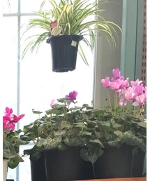 DIABLE | キャップ