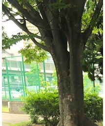 BEAMS HEART | キャップ