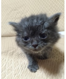 新しい家族 | その他