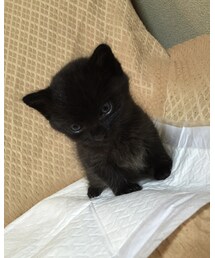 新しい家族 | その他