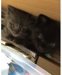 加藤家3 | その他