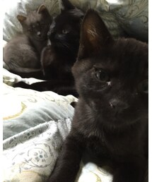 加藤家 | その他