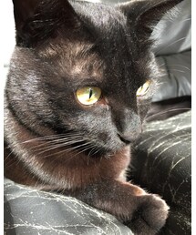 加藤家長男 | その他