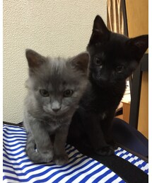 加藤家次男と長女 | その他