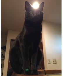 加藤家長男 | ダイヤモンド富士ならぬダイヤモンドあずきニャ〜(その他)