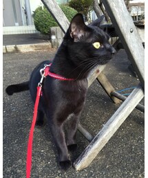 加藤家長男 | 散歩中ニャ〜^_^(その他)